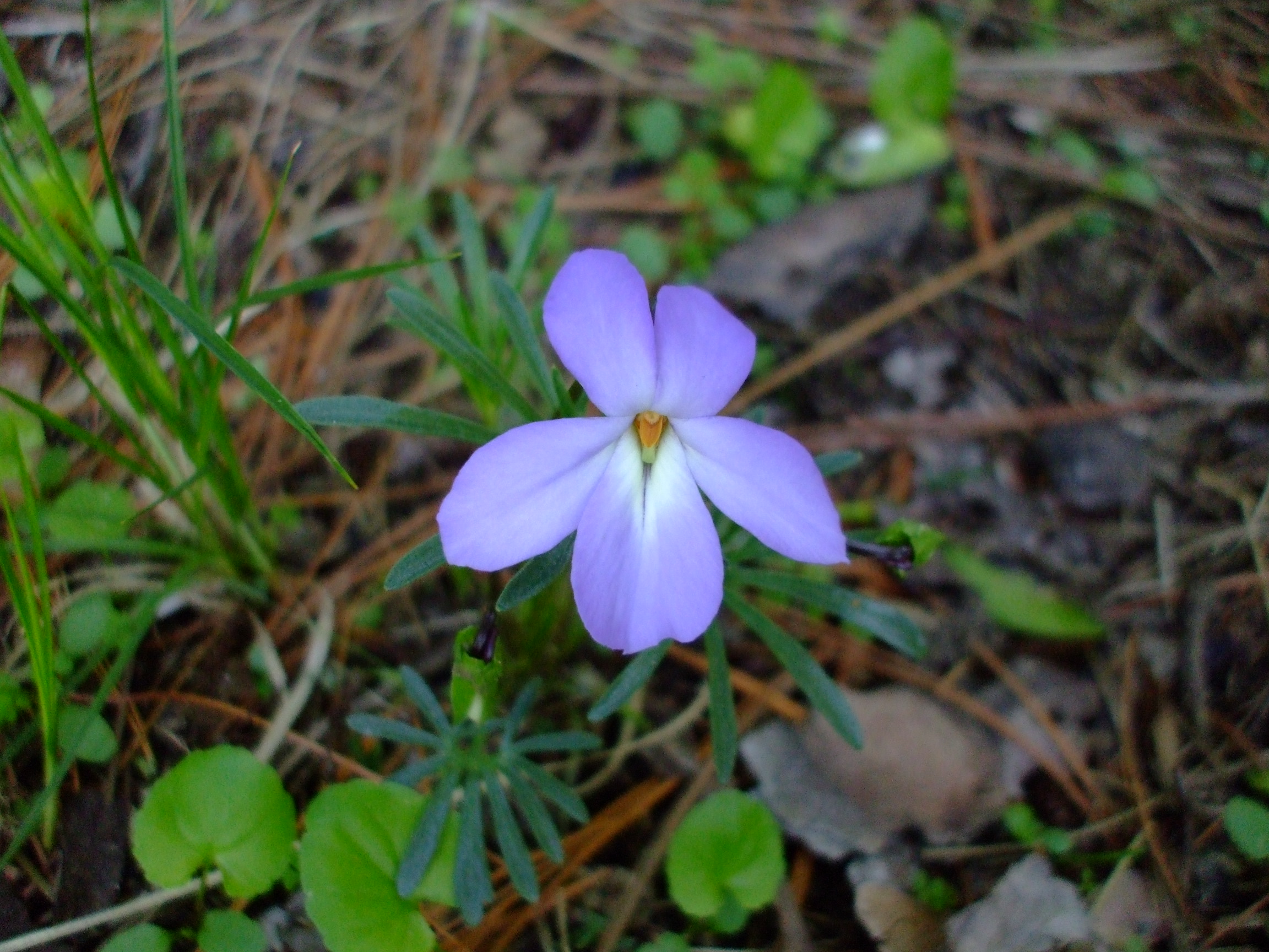 Viola pedata